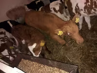 Bull, Simmental cattle — photo 2