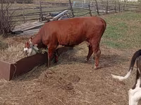 Cow, Hereford — photo 1