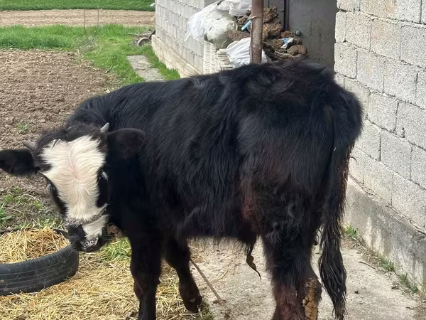 Toro, Simmental cattle