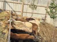 母羊, Sheep — 照片 2