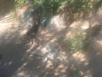 Malay Game — photo 2