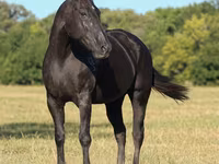 घोड़ी, Quarter Horse — फ़ोटो 4