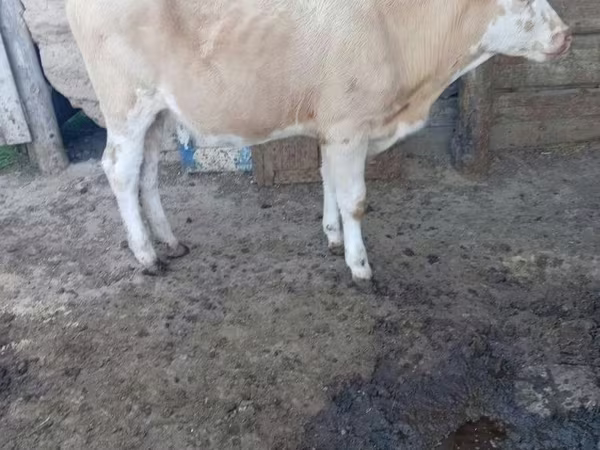 Kuh, Simmental cattle