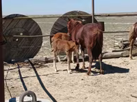 Stute, Kazakh horse — Foto 4