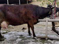 Vaca, Ganado vacuno — foto 8