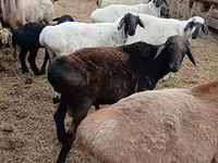 Widder, Arashan sheep — Foto 1