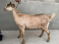 बकरी, Alpine goat — फ़ोटो 5