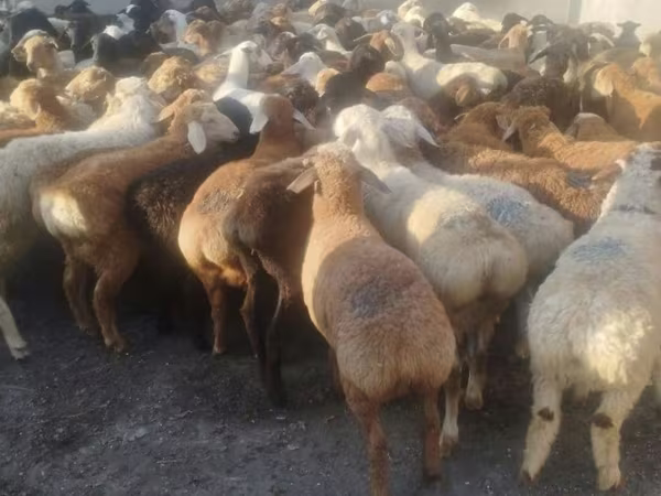 Carnero, Ovejas