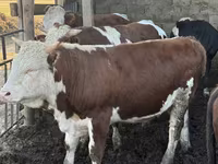 Toro, Simmental cattle — foto 1