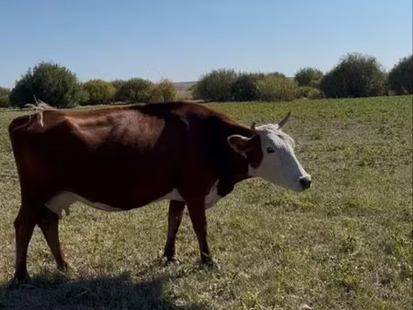 Kuh, Latvian Blue cattle
