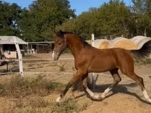 حصان, Dutch warmblood horse