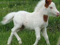 Hengst, Miniature horse — Foto 7