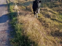 Kuh, Russian Black pied cattle — Foto 1