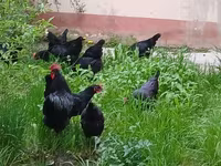 मॉस्को ब्लैक — फ़ोटो 6