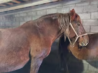 Horse (M), Vladimir heavy draft — photo 3