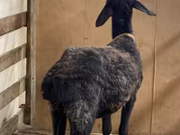 Ram, Arashan sheep — photo 3