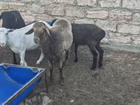 Carnero, Ovejas — foto 2