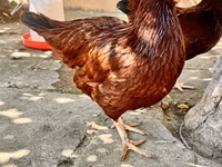 Rhode Island Red — photo 5