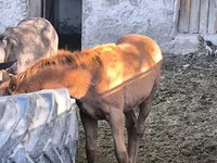 Hengst, Thoroughbred horse — Foto 5