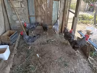 Slovenian Barred Hen — photo 5
