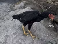 Shamo chickens — photo 3