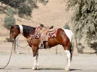 Caballo, American paint horse — foto 5