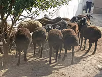 Sheep (batch, sex not specified), Tajik sheep — photo 1