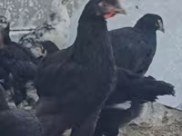 Chickens — Foto 6