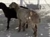Ram, Sheep — photo 6