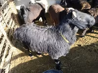 公羊, Sheep — 照片 3