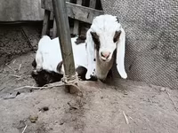Ziegenbock, Nubian Goat — Foto 8