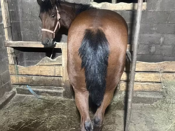 Horse (M), New Altai Horse