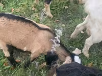 बकरी, Nubian Goat — फ़ोटो 5