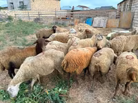 Sheep, Apsheron sheep — photo 3