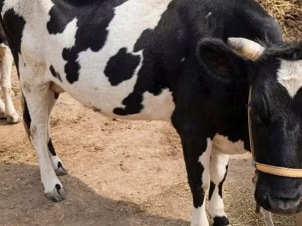 Cow, Russian Black pied cattle