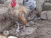 Chickens — Foto 3