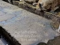 母牛, Aubrac cattle — 照片 3