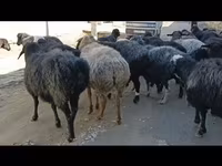 भेड़ें (लॉट, लिंग निर्दिष्ट नहीं), Hissar sheep — फ़ोटो 5