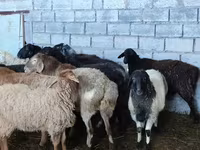 母羊, Beulah Speckled face sheep — 照片 2
