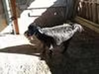 Goat, Goats — photo 3