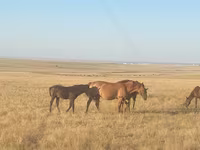 Yegua, Kazakh horse — foto 1