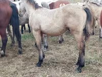 Caballo, Caballos — foto 7