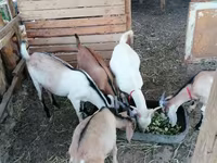 تيس, Saanen goat — الصورة 2