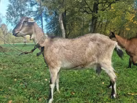 عنزة, Alpine goat — الصورة 1