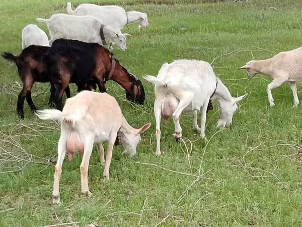 عنزة, Saanen goat