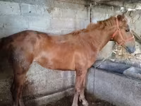 Mare, Swedish warmblood horse — photo 2