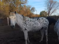 Yegua, Appaloosa — foto 1