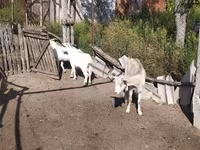 Коза, Ламанча коза — фото 4