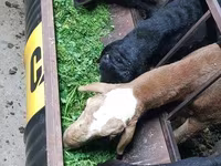 Widder, Hissar sheep — Foto 3