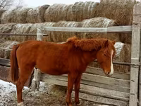 حصان, Kazakh horse — الصورة 6